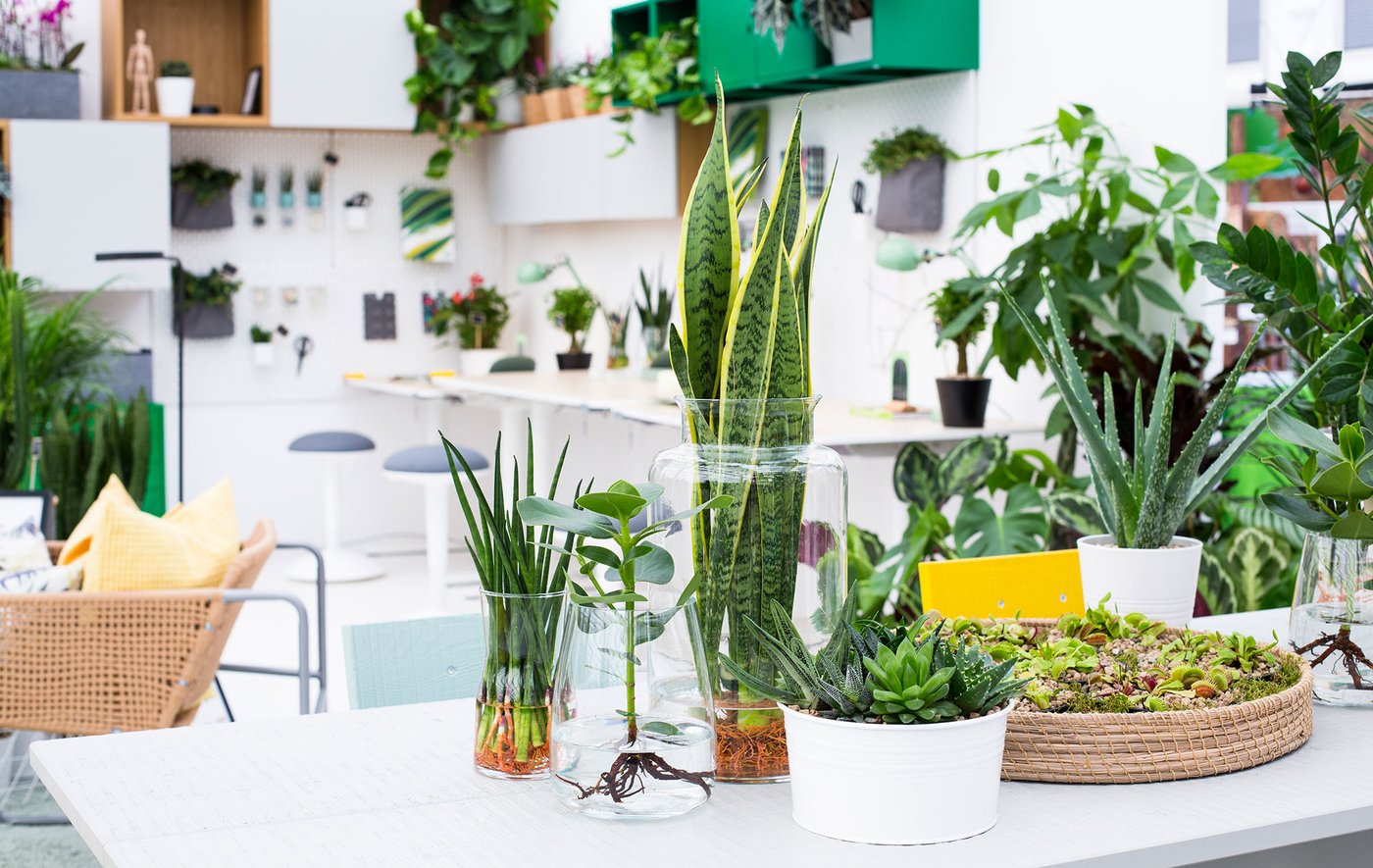 Create a better workspace with plants IKEA