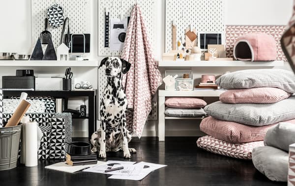 Dalmatian sitting upright surrounded by a variety of colour-coordinated pet furniture, textiles and accessories.