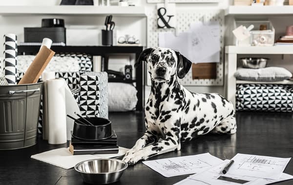 Dalmatien couché entouré de produits, textiles et accessoires pour chien/chat de la collection LURVIG.