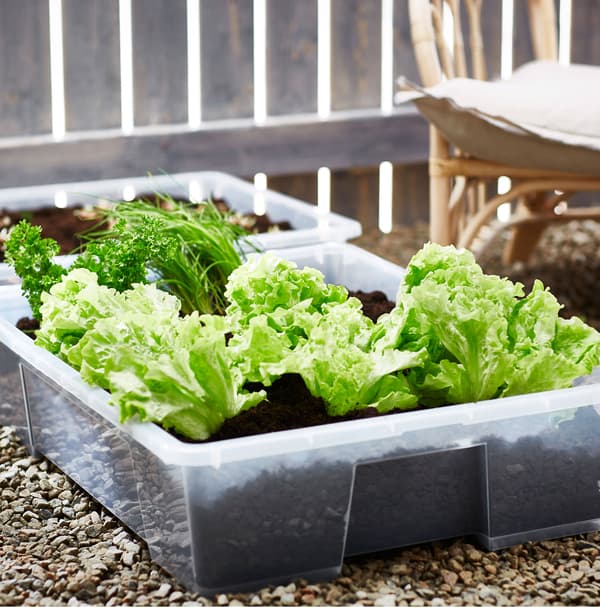 De la laitue vert vif, du persil et d’autres herbes plantés dans des contenants de rangement SAMLA placés sur du gravier.