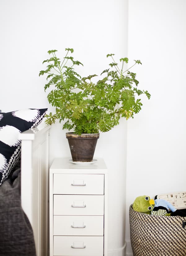 Decorate storage units with greenery