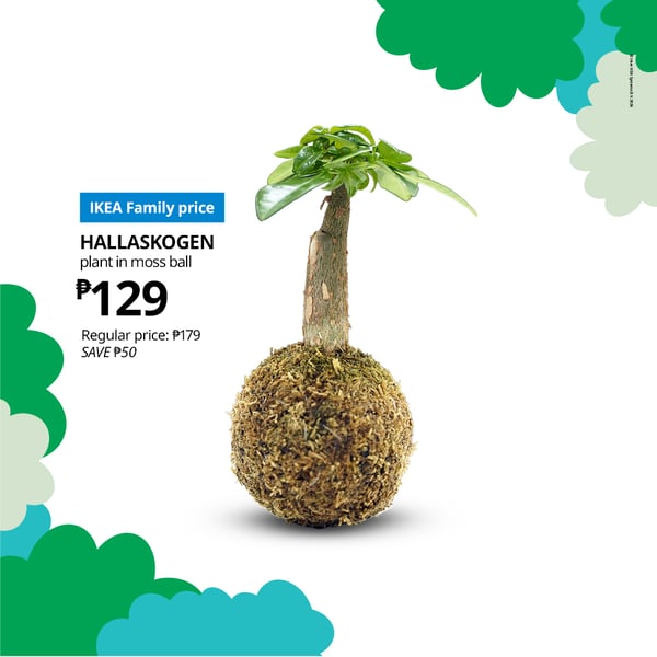 Decorate with inspiration from Japanese plant art. Kokedama means moss ball and is a traditional way of displaying – put it on a plate or hang several in threads like floating plants.
