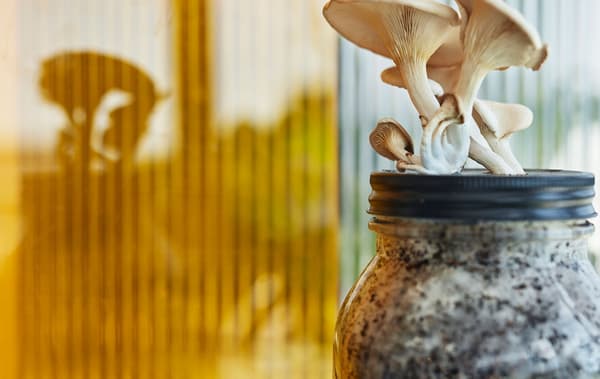 Dei funghi spuntano dal coperchio di un contenitore in vetro pieno fino all'orlo di micelio e fondi di caffè - IKEA