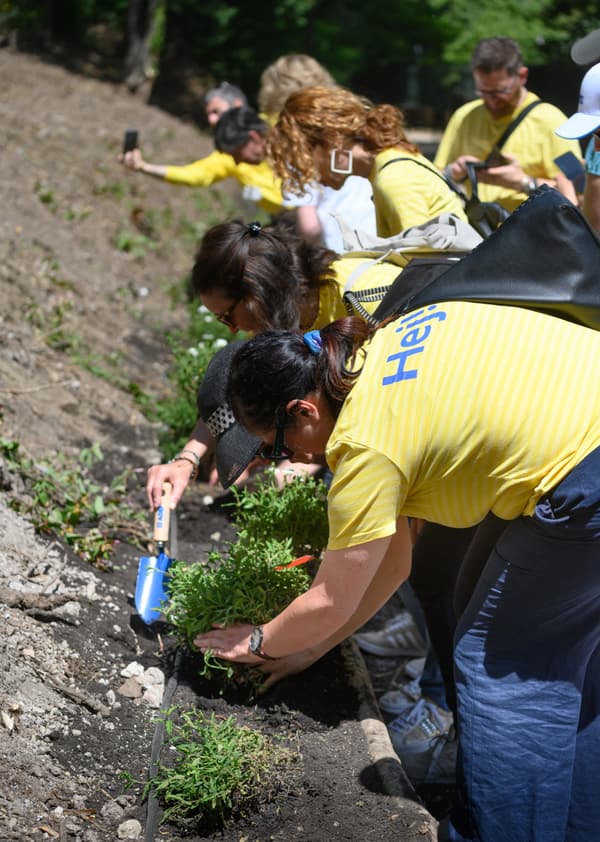Dei volontari che piantano delle pianta autotocne nel terreno.