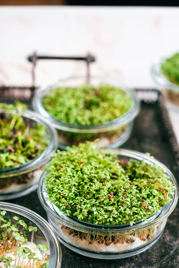 Des bols en verre remplis de micro-pousses d'un vert éclatant sont disposés sur un plateau sombre, évoquant la fraîcheur et la culture biologique dans une cuisine lumineuse.