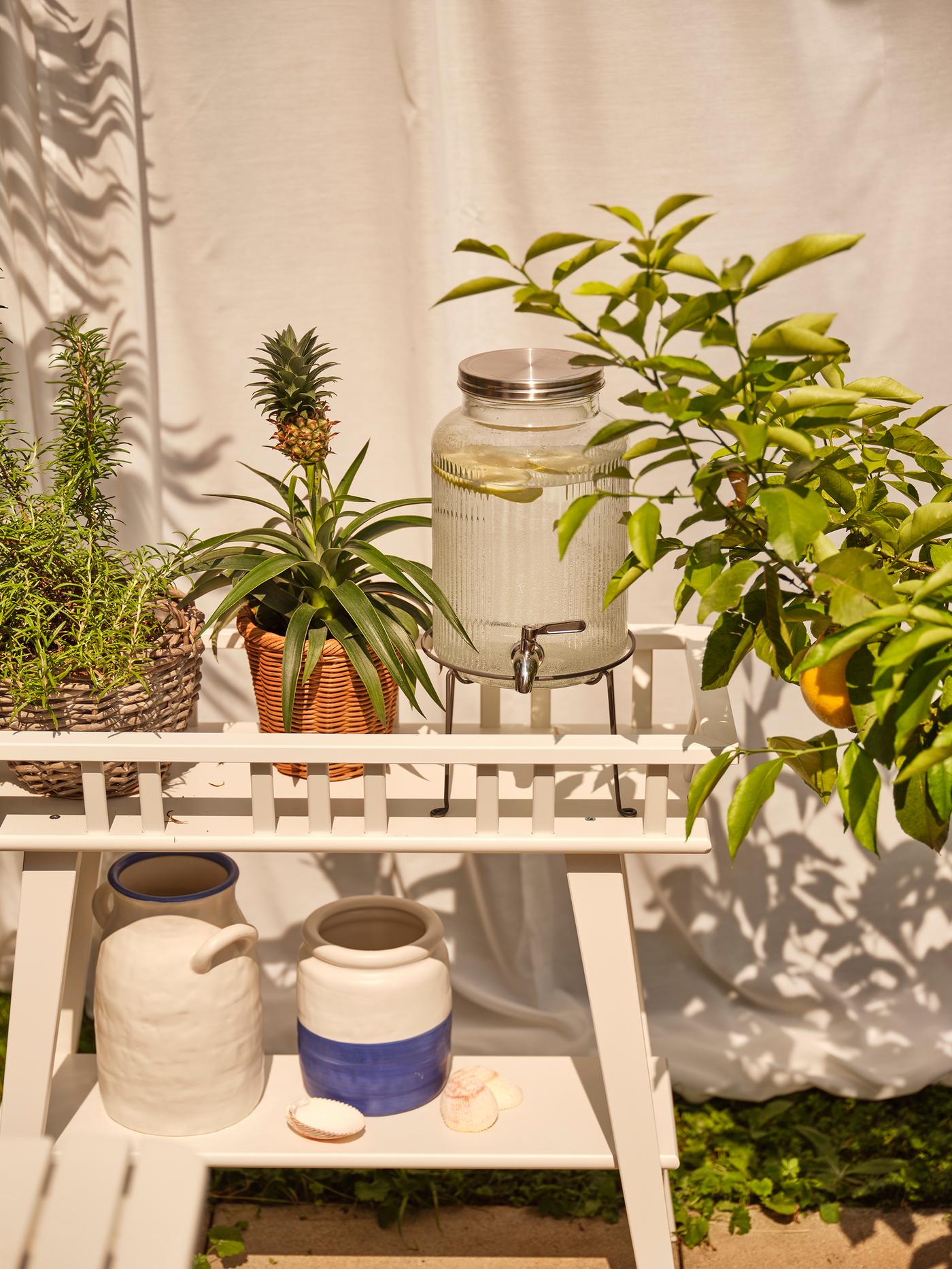 Des oliviers, citronniers et cactus posés sur une table d'appoint.