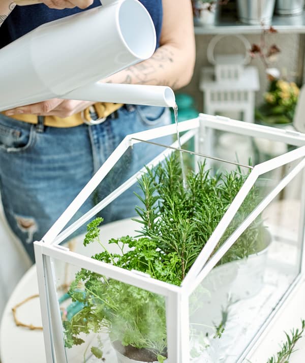 Des plantes aromatiques en pot dans une mini-serre. Une femme en jeans aux bras tatoués les arrose à l’aide d’un arrosoir blanc.