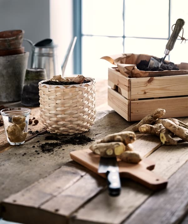 Des racines de gingembre sont plantées dans un cache-pot en rotin, à côté d’une boîte en bois contenant du papier brun et de la terre ; le tout sur une table en bois brut.