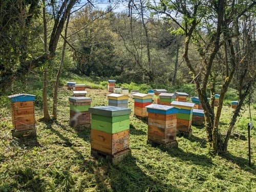 des ruches dans la fôret 