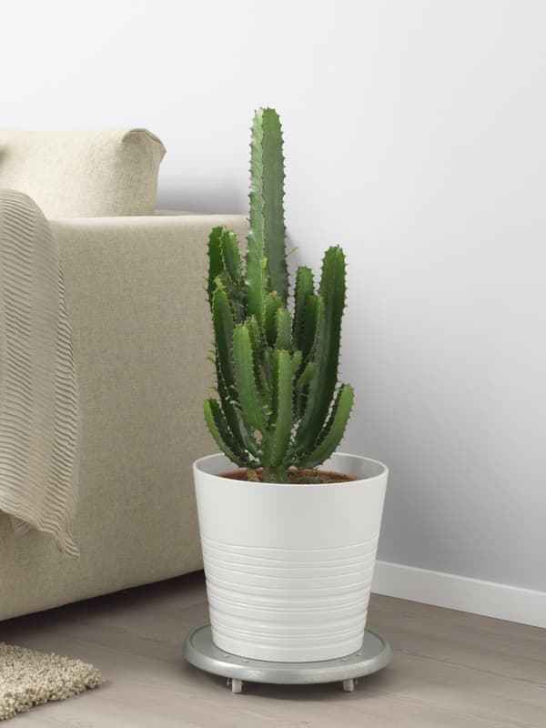 Desert candle