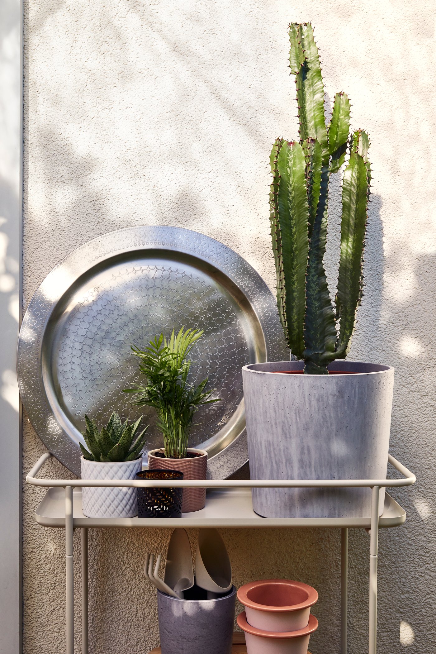 Desert style plant decoration