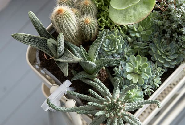 Desserte RÅSKOG utilisée comme jardinière d'intérieur, garnie de succulentes et de cactus.