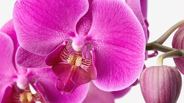 Detall d'una orquídia rosa