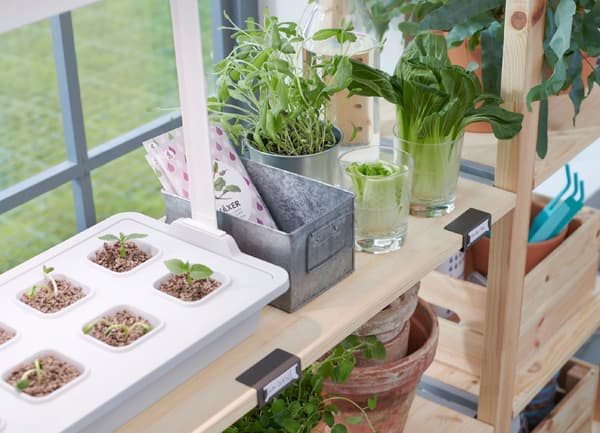 Detalle de pequenos viveiros e plantas en soportes sobre estantes de madeira.