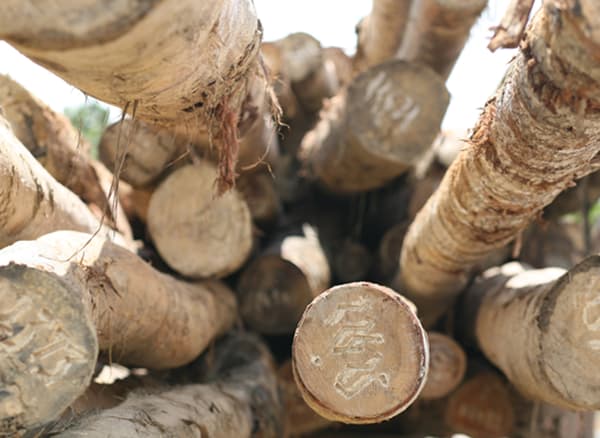 Dettaglio di una catasta di tronchi.