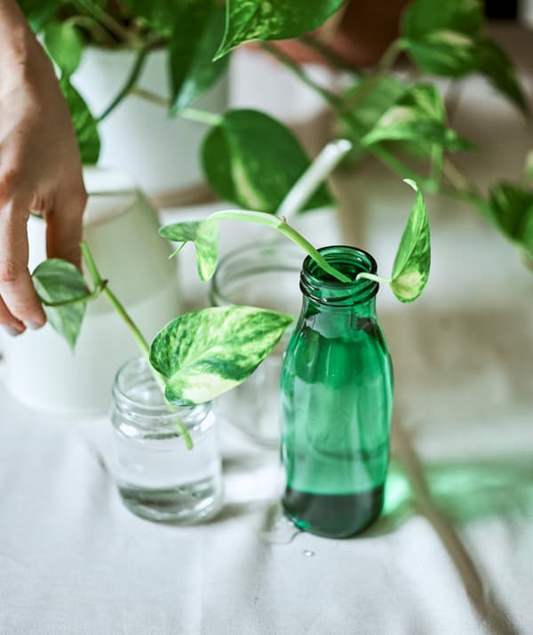 Deux boutures d’Epipremnum dans l’eau, dans un bocal transparent et une bouteille verte, à côté de la plante mère et d’un arrosoir.