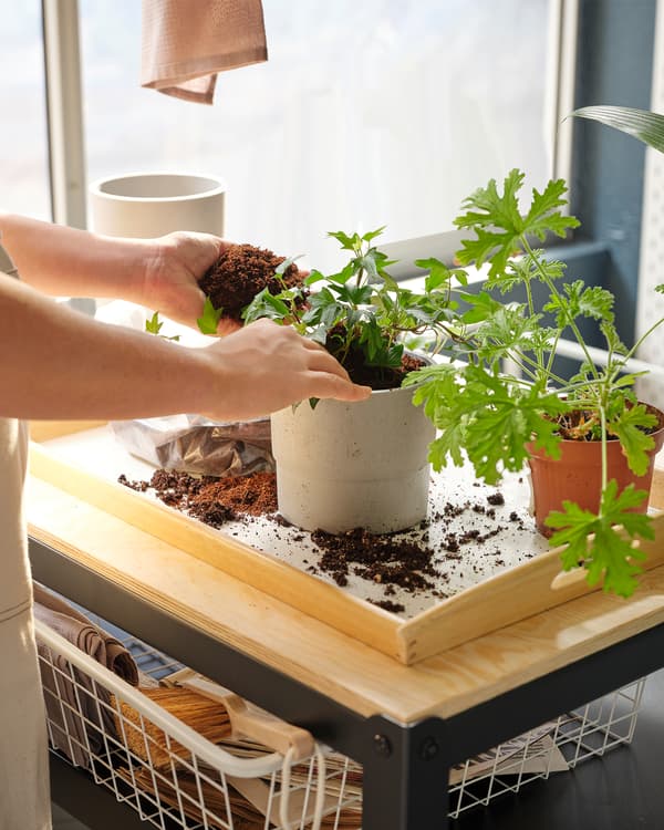 Deux mains occupées à empoter des plantes dans un pot NYPON posé sur un plateau lui-même placé sur une desserte BROR, le tout sur un balcon.