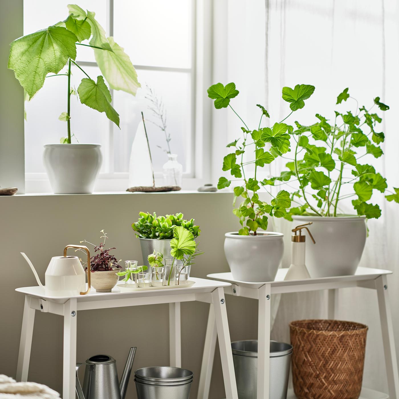 Deux piédestaux blancs avec rangement sous une fenêtre ensoleillée, sur lesquels se trouvent des plantes vertes ainsi que différents cache-pots et arrosoirs.