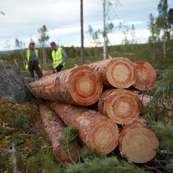 Deux travailleurs forestiers inspectent une pile de huit troncs d’arbres récemment abattus et ébranchés. 