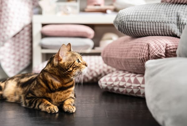 Día Internacional do Gato