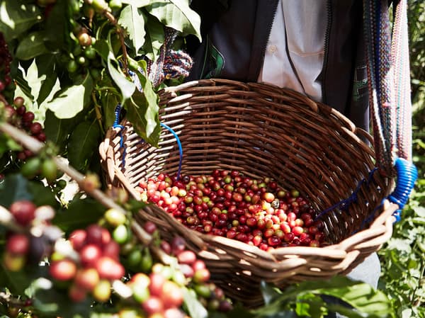 Did you know? All coffee sold and served at IKEA has been UTZ certified since 2008. Today, the coffee beans for IKEA PÅTÅR are also organically grown without the use of synthetic fertilizers and pesticides.