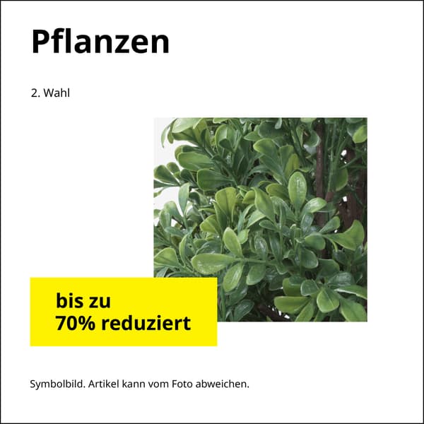 Die Pflanzen der 2. Wahl sind bis zu 70% reduziert
