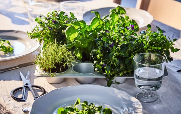 Different fresh herbs are planted in a muffin tin that sits at a set dining table.