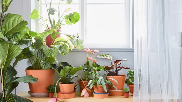 Different green plants in pots of different sizes in front of a window with net curtains.