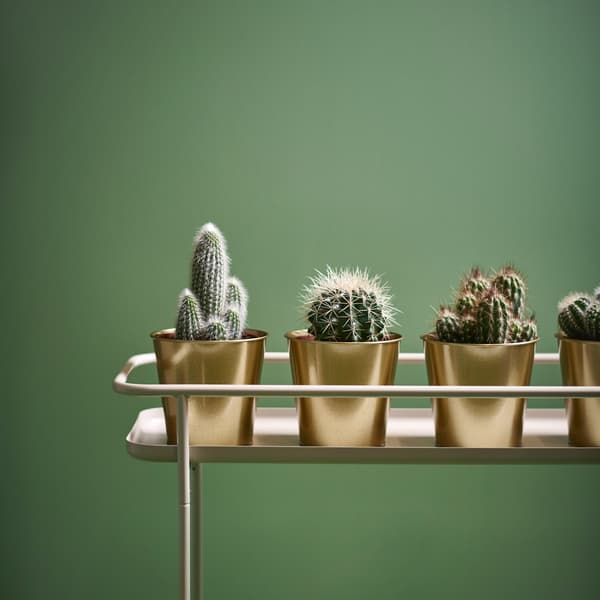 Different types of cacti on a plant pot stand