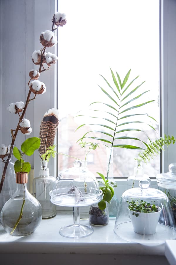 Display plants in glass containers.