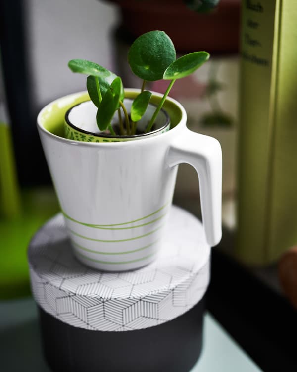 Display plants in unexpected containers.
