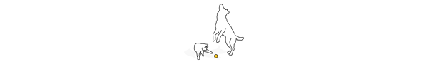 Dog playing