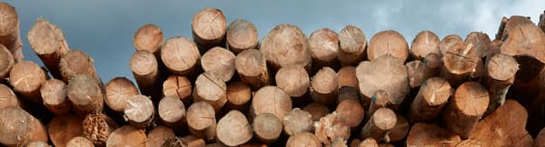 Dozens of freshly cut logs of various sizes are lying on top of each other.