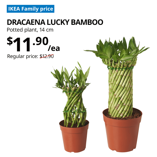 DRACAENA lucky bamboo plant, offer price: $11.90, usual price $12.90. Diameter 14cm. Offer valid till 31 Jan 2025.