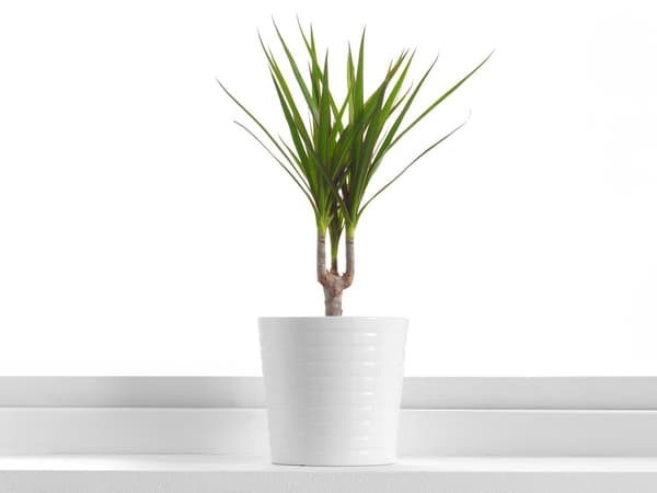 DRACAENA MARGINATA