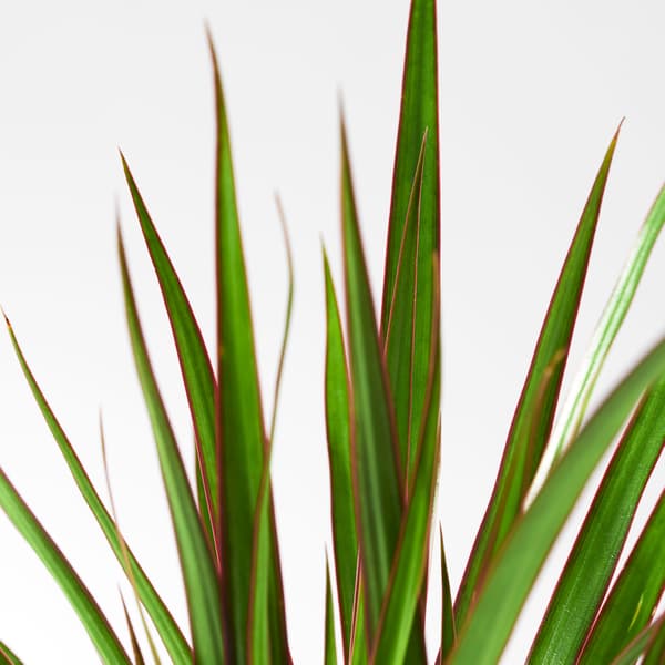 DRACAENA MARGINATA