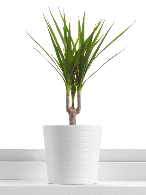 DRACAENA MARGINATA