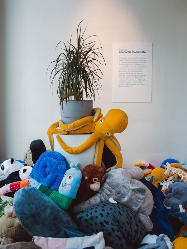 Dracaena marginata plant is on display and surrounded by many soft toys.