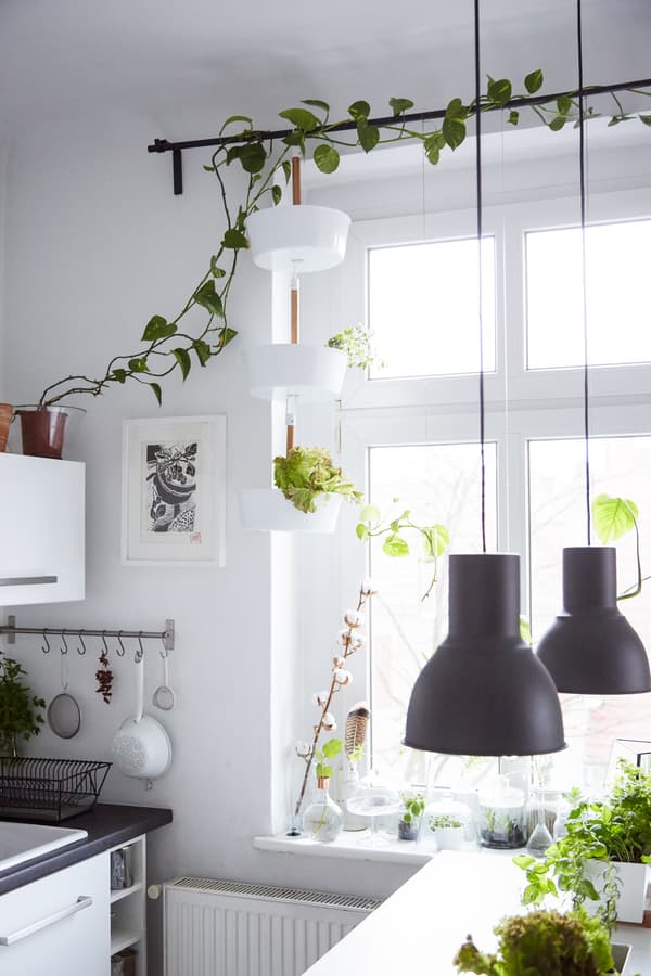Dress your window with plants instead of curtains.