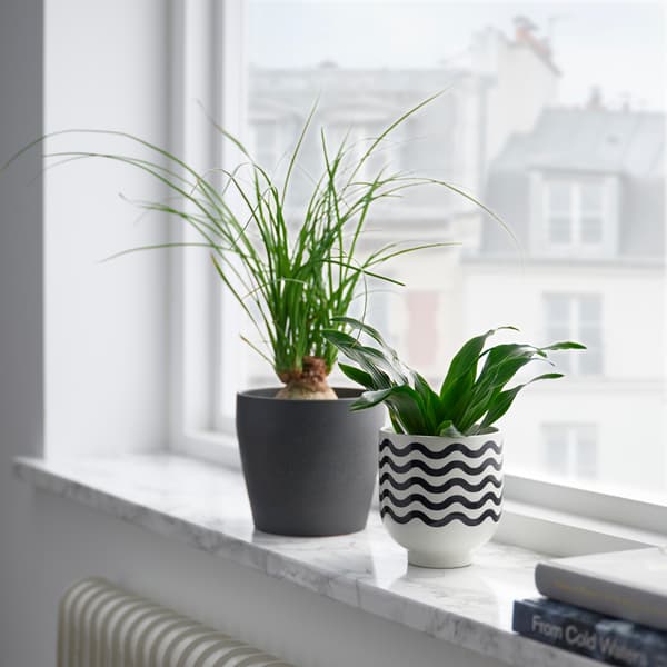 Drie goudkleurige bloempotjes en één zwart, elke gevuld met een cactus of vetplantje op een groene en roestige dressoir. 