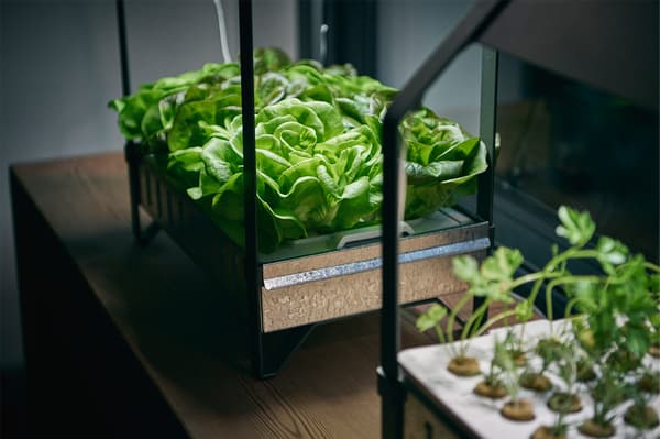 Dua kit penanaman di dalam bangunan hidroponik KRYDDA/VÄXER dan herba hijau atau salad yang subur.