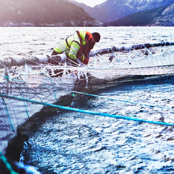 Dua orang pekerja ladang ternak ikan salmon memakai pakaian luar rumah yang tebal sedang menguruskan kandang ikan di ladang ternak ikan salmon Norway.