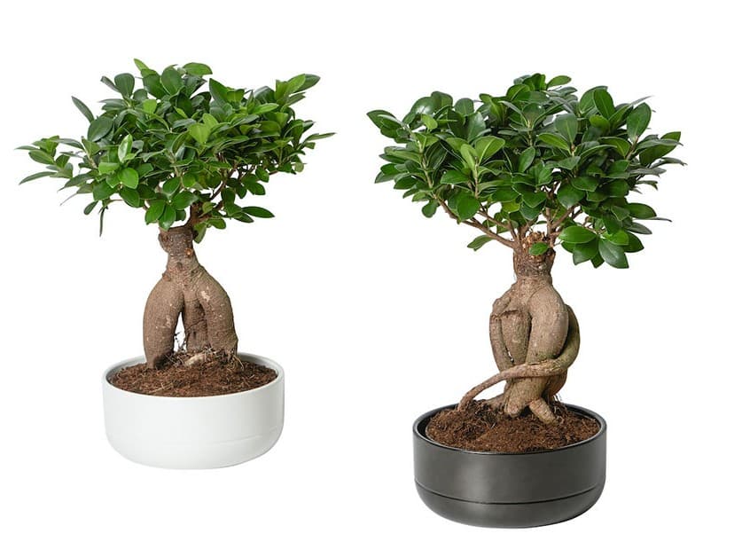 Dues plantes FICUS Microcarpa Ginseng amb testos blancs i negres, amb arrels gruixudes i fulles verdes brillants.