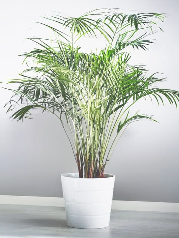 DYPSIS LUTESCENS
