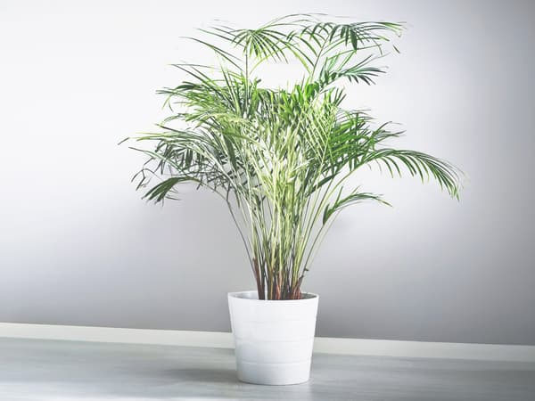 DYPSIS LUTESCENS