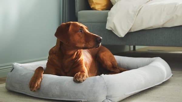 Een hond in de mand van de UTSADD collectie. 