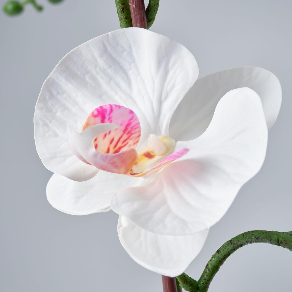 Een orchidee 