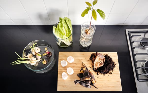 Egg shells and coffee grounds sit on a wooden chopping board besides sprouting garlic and onions sit in a glass cylinder, a wilting head of lettuce sits in a glass vase with some water, and an avocado seed is sprouting in a plastic container.