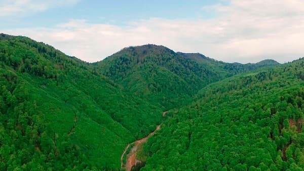 Egy borneói esőerdő.