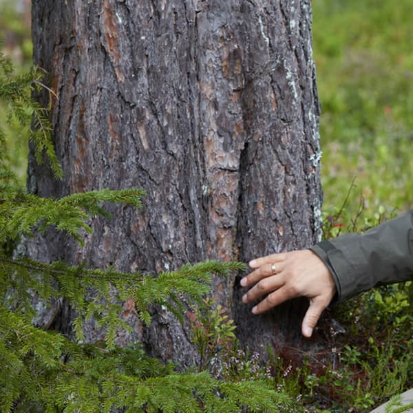 Egy kéz megérinti a fa kérgét.